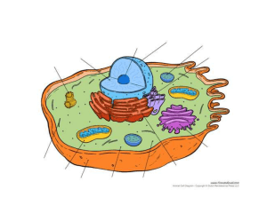 Cell Organelle - diagram blank