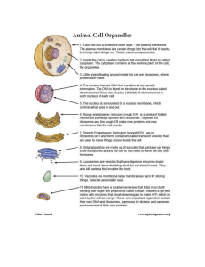 Animal Cell Organelles - worksheet