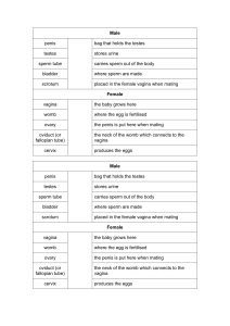 Who`s Who Vocab.