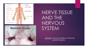 BIO 404 CNS and nerve tissue
