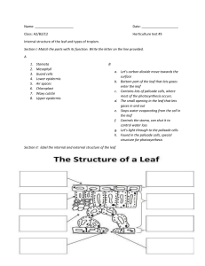 internal st of the leaf test 2