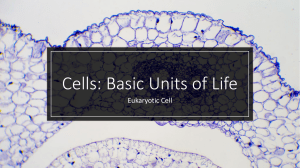 3-Eukaryotic Cell 1