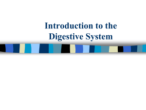 Digestive System slides