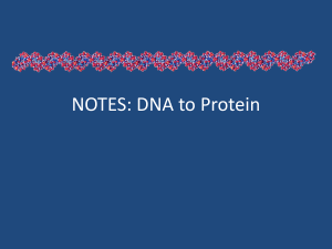 From DNA to Protein notes
