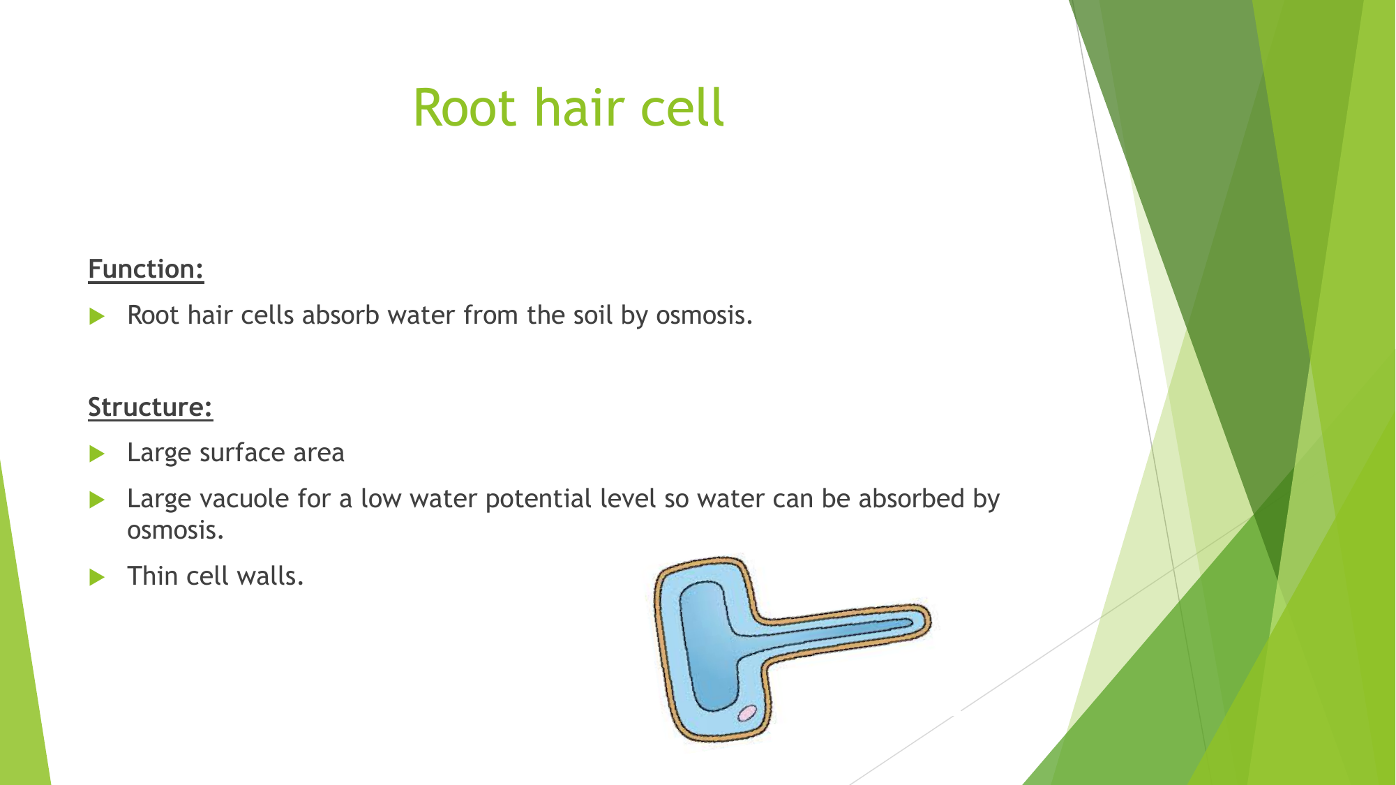 The diagram show a normal plant cell, and a cell from the same plant, which  has been in a sugar solution for 20 minutes. What explains this change?