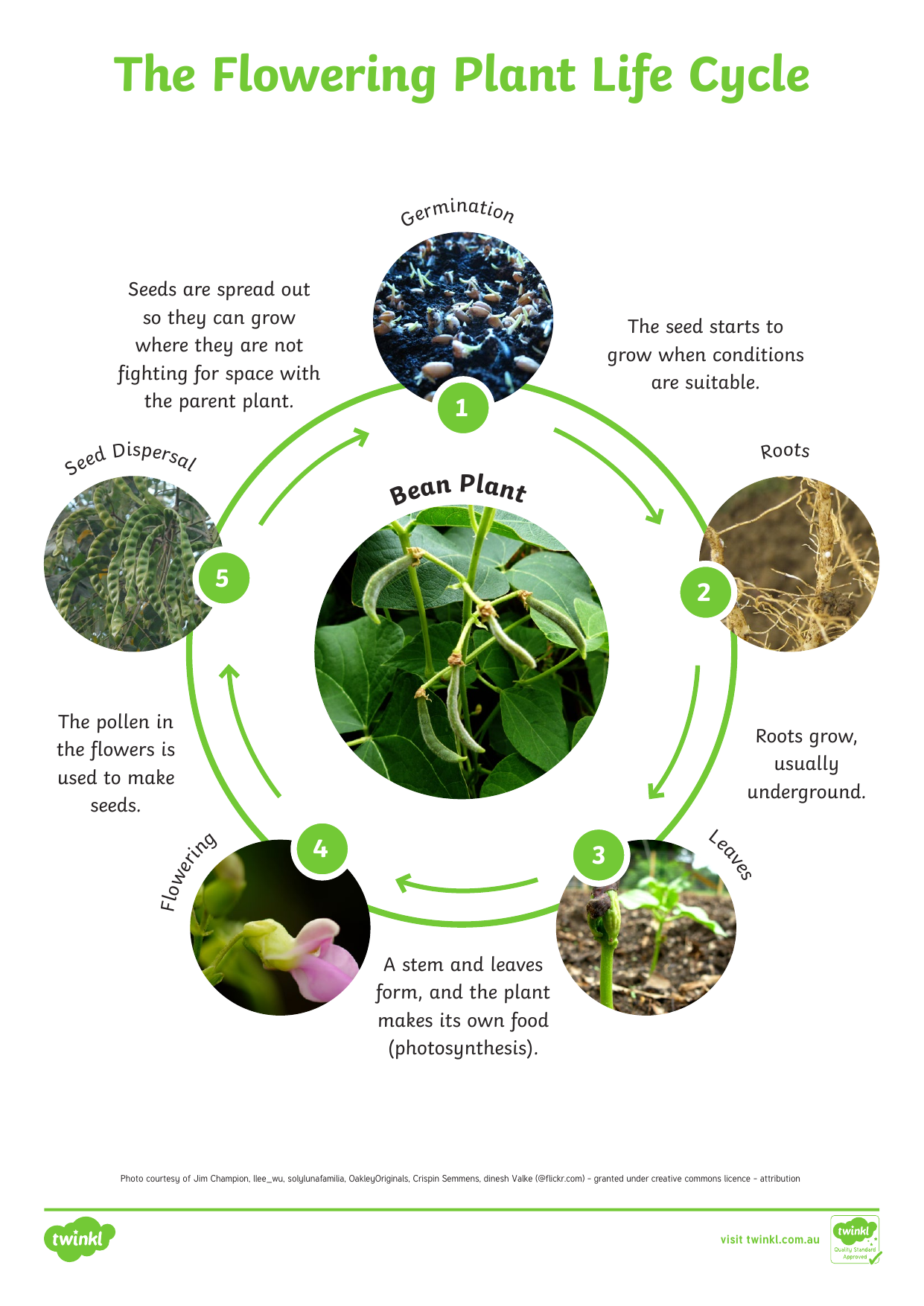 Au T2 S 121 Flowering Plant Life Cycle