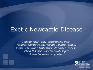 Exotic-Newcastle-Disease