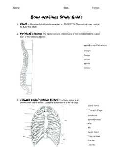 Skeletal System Study Guide