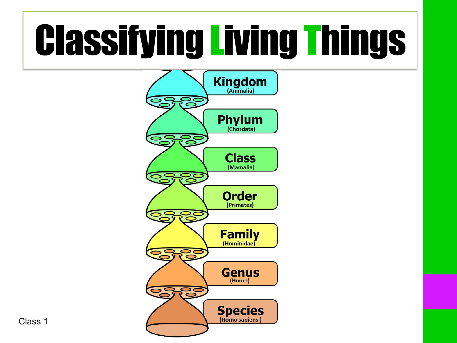 classification of living things essay