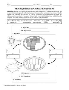 Photosynthesis and Cellular Respiration Worksheet