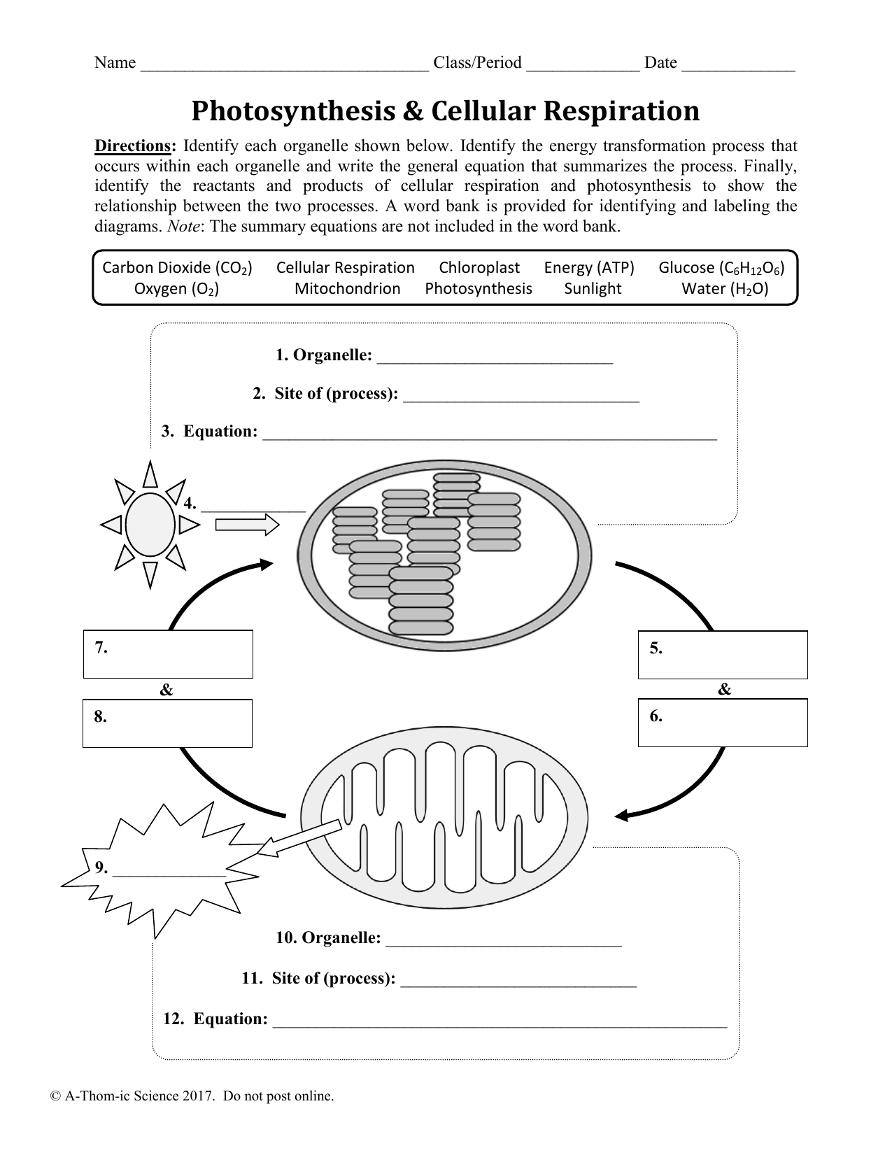 Photosynthesis and Cellular Respiration Worksheet With Regard To Photosynthesis And Respiration Worksheet