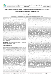 IRJET-    Subcellular Localization of Transmembrane E-cadherin-GFP Fusion Protein and Expression in HeLa Cells