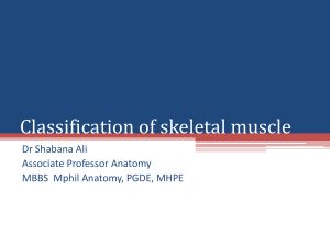 Classification of skeletal muscle
