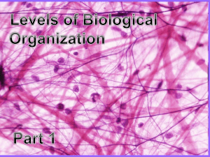Part 1 Biological Organization