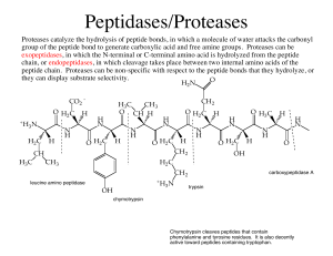 Peptidases and Chymotrypsin Mechanism Notes