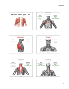 Anatomy Muscles of Upper Limb