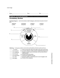 Cell Cycle Vocabulary Worksheet