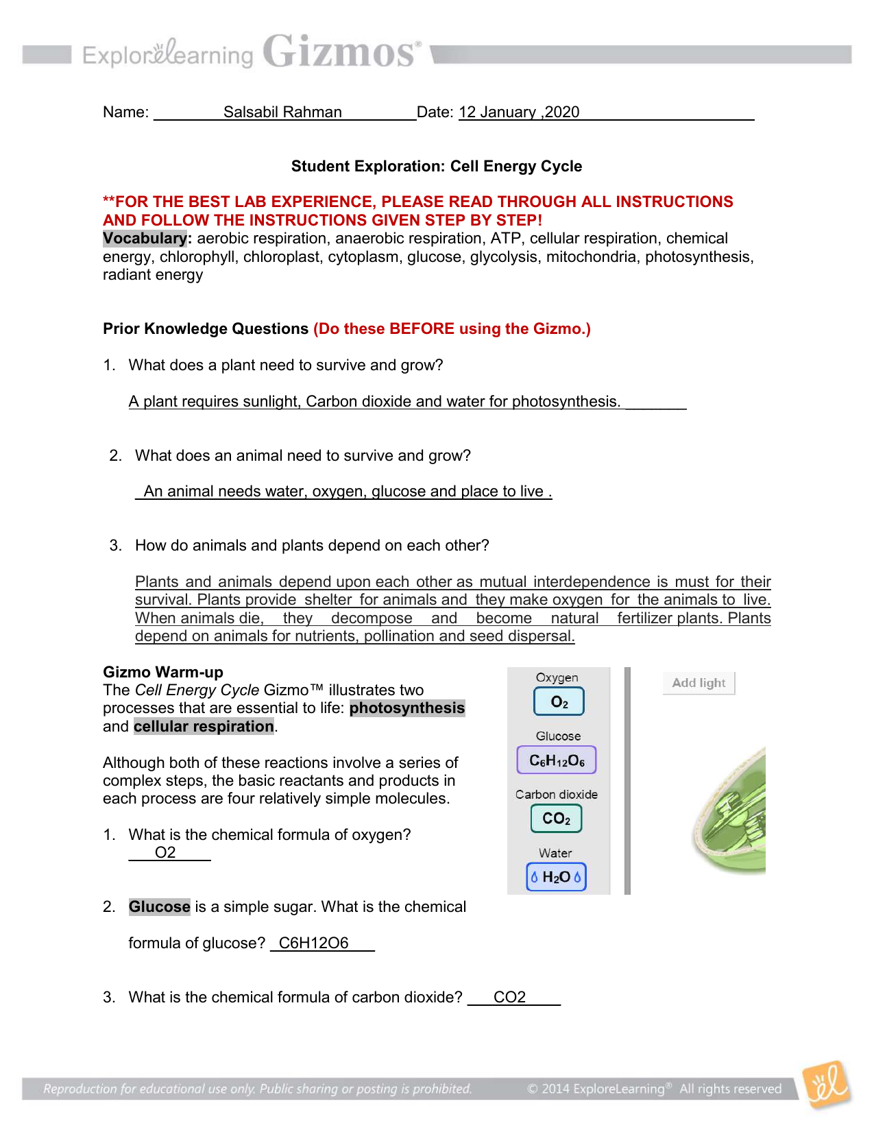 Student Exploration Cell Energy Cycle