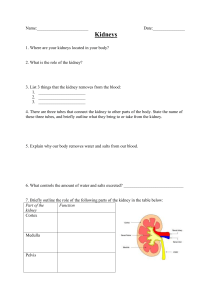 Kidney worksheet