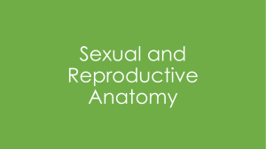 3 - Male and Female Anatomy