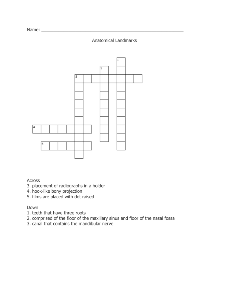 Anatomical Landmarks Crossword