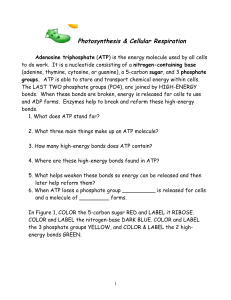 Photosyn & Respiration Reading Packet