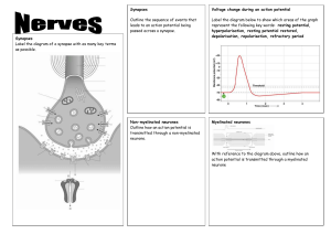 Nerves revision sheet Action Potential Synapses and Labelling