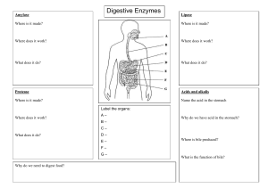 Digestive enzyme worksheet