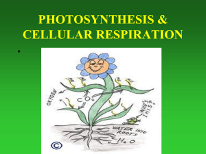 Photosynethsis and cellurlar respiration reviews