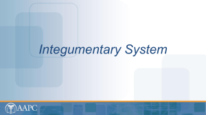 Ch07-IntegumentarySystem2