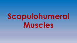 Scapulohumeral Muscles