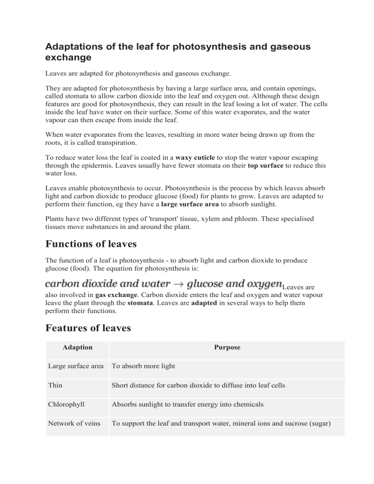 adaptations-of-the-leaf-for-photosynthesis-and-gaseous-exchange