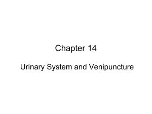 Urinary system review lecture
