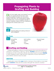 Grafting & Budding
