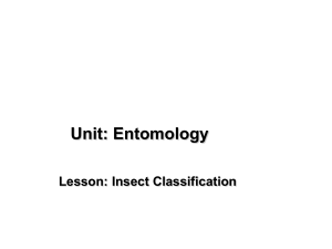 Introduction to Entomology Insect Classification no background