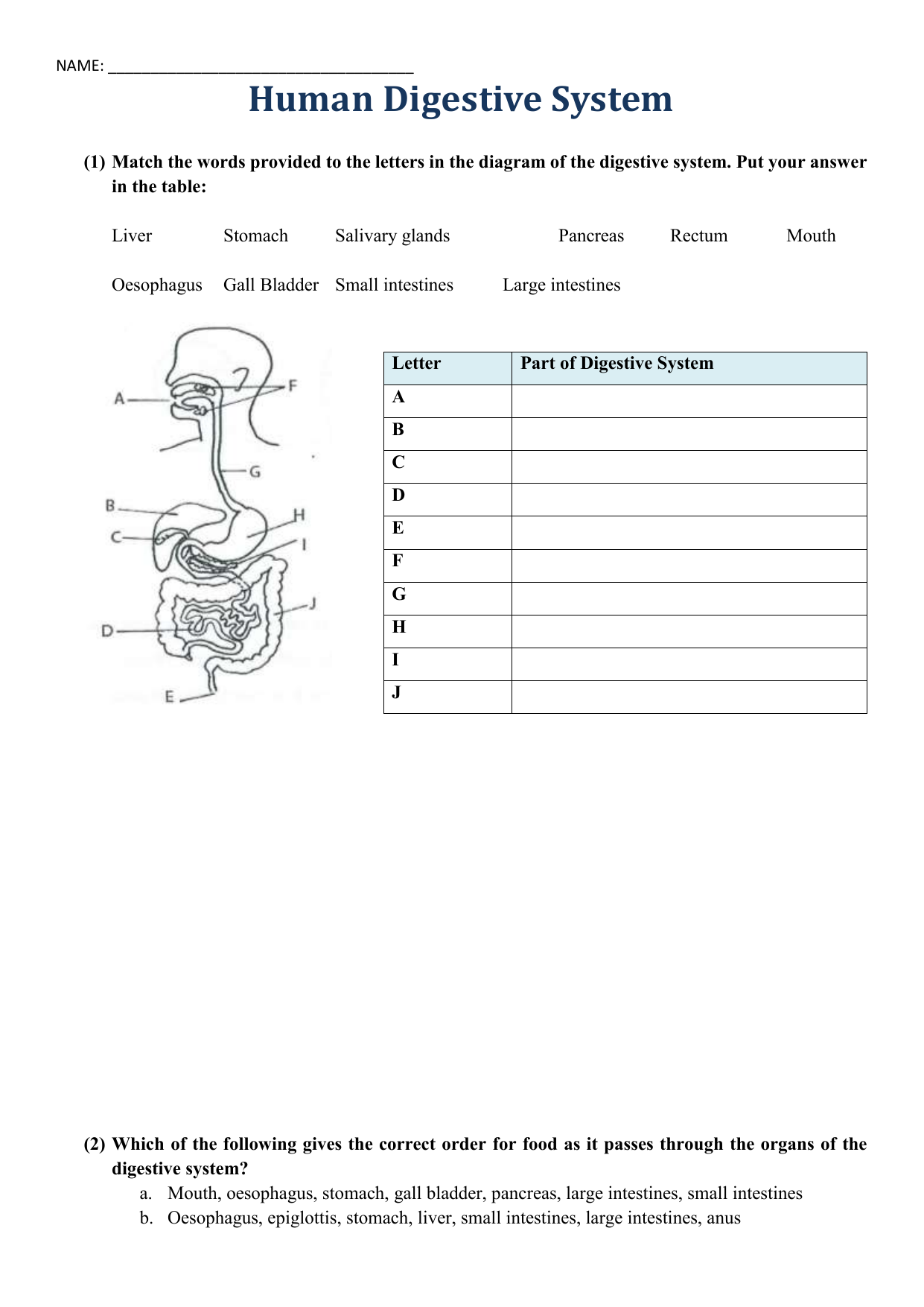 Human Digestive System worksheet Regarding Human Digestive System Worksheet