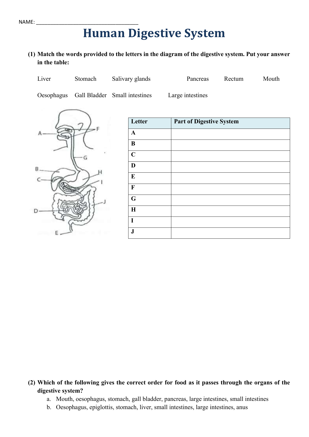 Digestive System Worksheet Answers