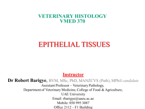 Epithelial Tissues 3