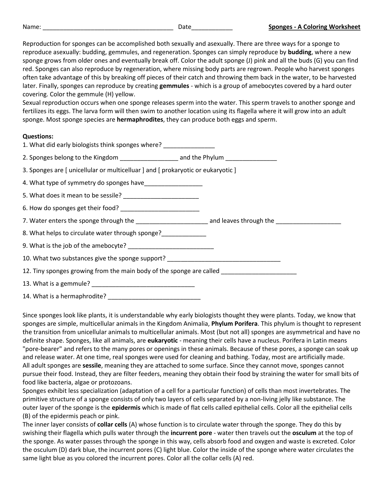 Porifera Coloring Worksheet Regarding Sponges A Coloring Worksheet