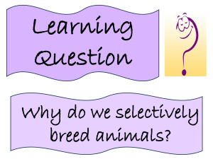 Lesson 7 - Selective Breeding