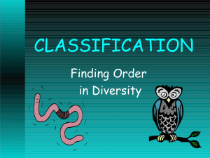 My classification ppt