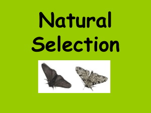 Natural Selection 2019