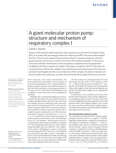 A giant molecular proton pump sturcutr enad mechanism of respiratory complex I