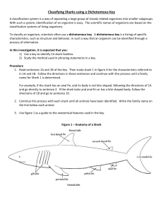 Shark Dichotomous Key plus diagram (3)
