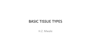 02 - BASIC TISSUE TYPES