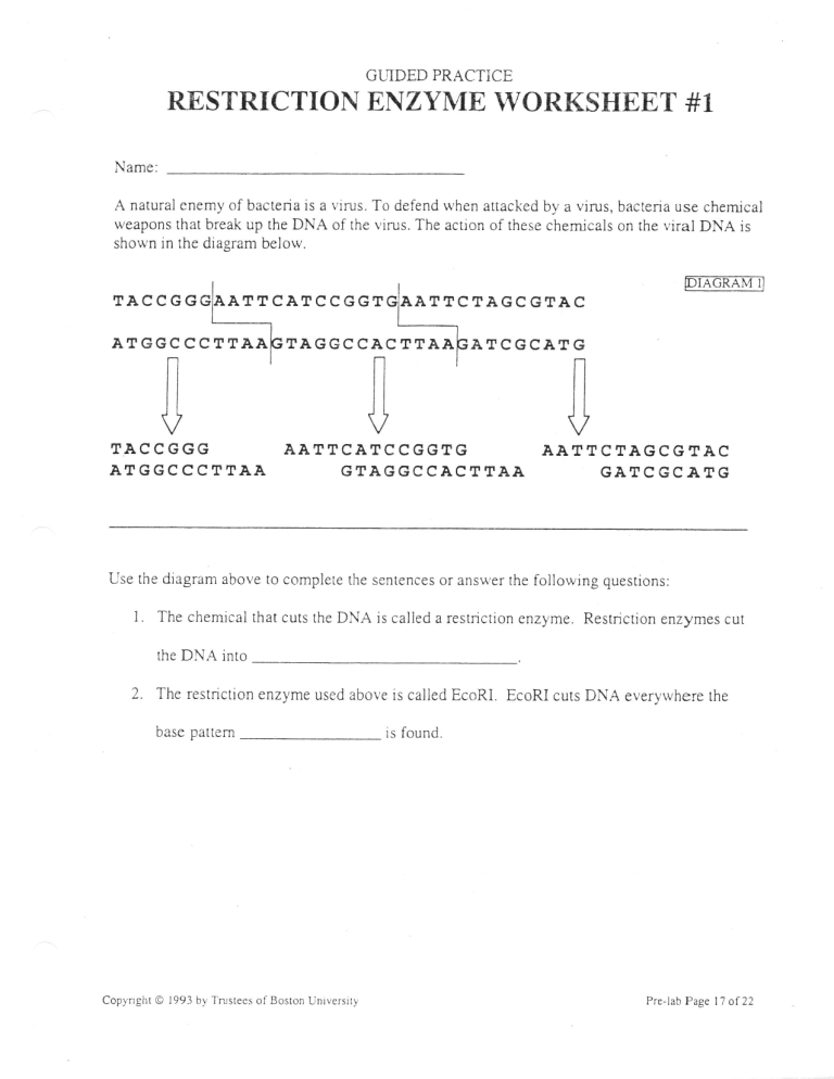 Guided Practice Restriction Enzyme Worksheet 1 Answers