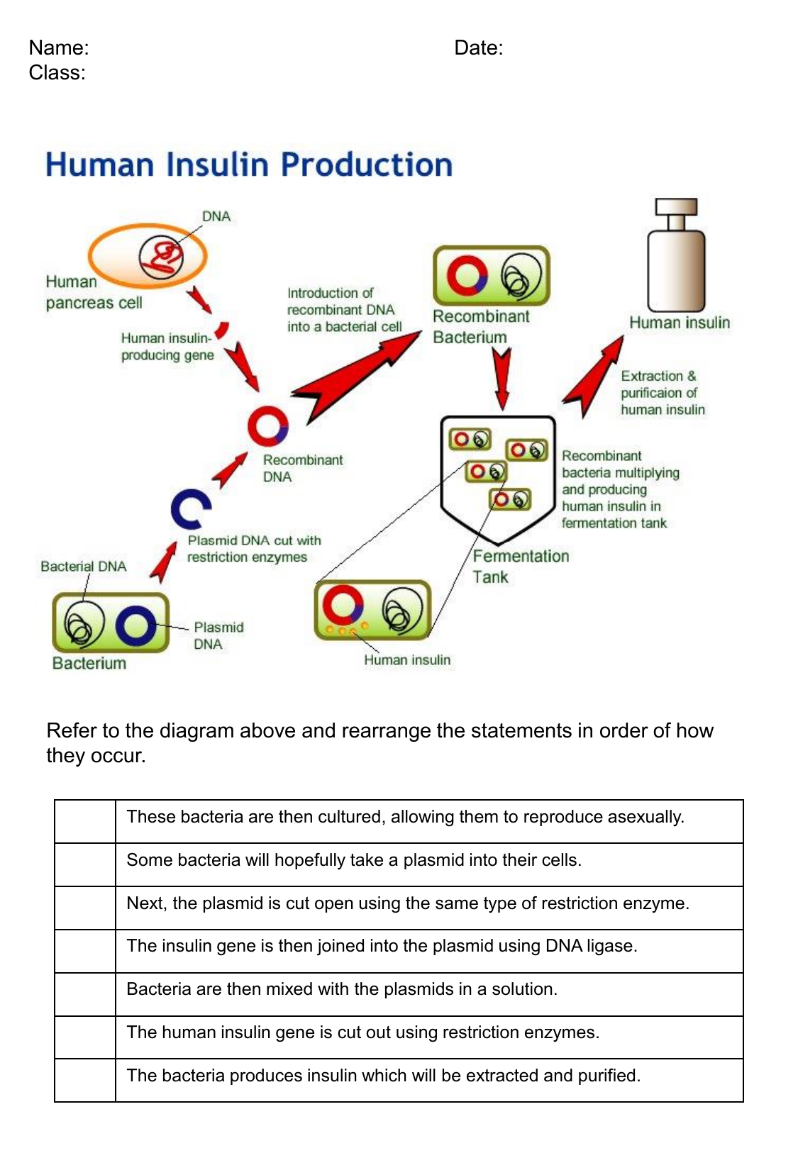 human-insulin-production