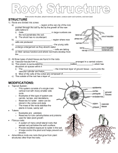 Roots Structure Student Notes
