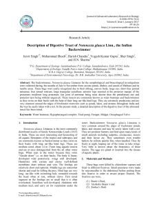 Description of Digestive Tract of Notonecta glauca Linn., the Indian Backswimmer