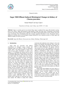 Sugar Mill Effluent Induced Histological Changes in Kidney of Channa punctatus
